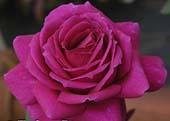  Realistic Purple Rose